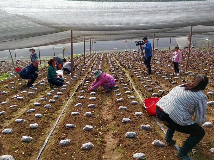 全镇现有羊肚菌产业园1个,食用菌种植基地1个,共种植羊肚菌200亩,黑