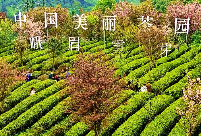 美丽茶园峨眉山旅游股份有限公司营销总监,峨眉山旅游股份有限公司