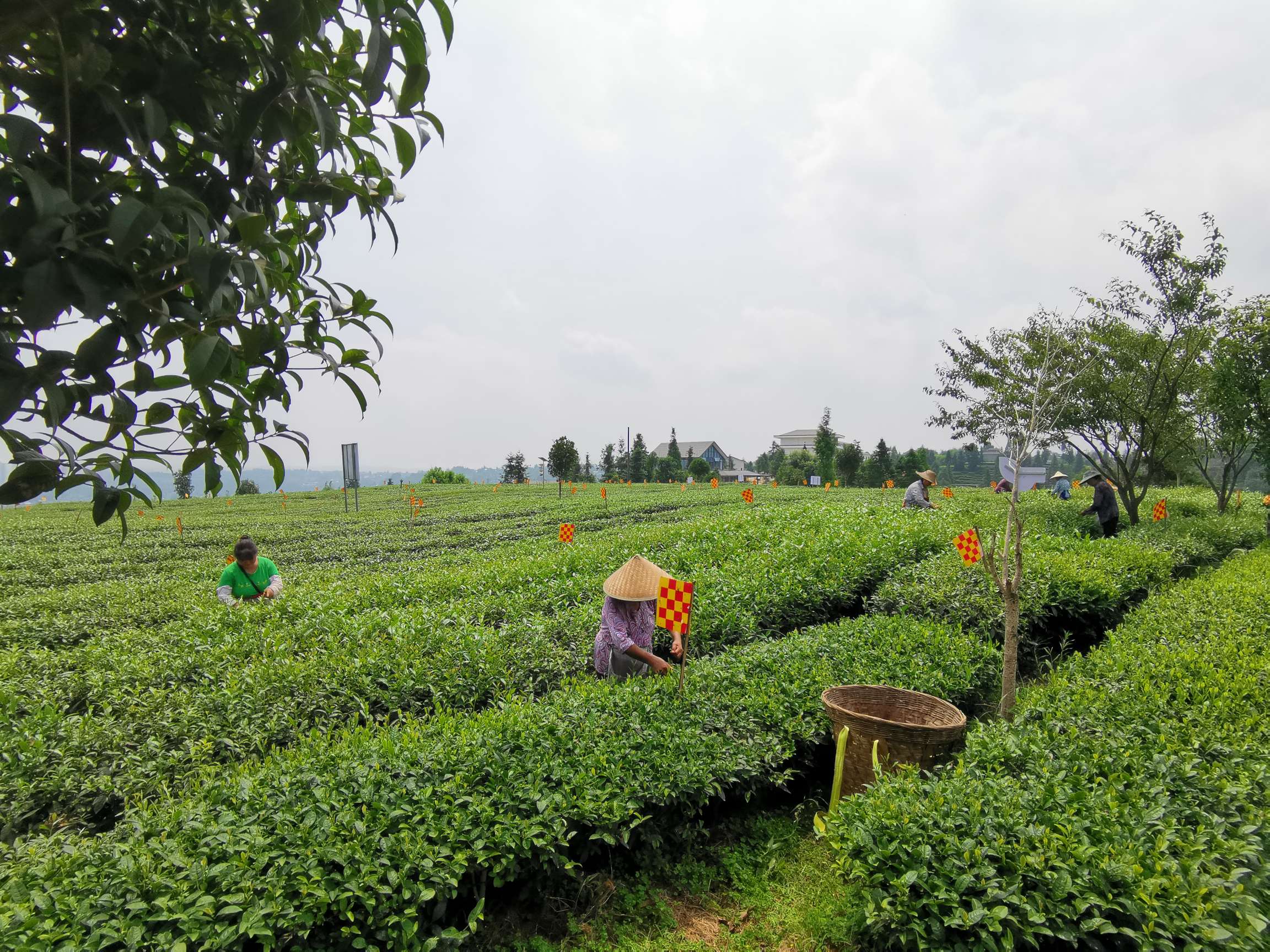 洪雅县青杠坪村生态茶园内,茶农正在采摘茶叶