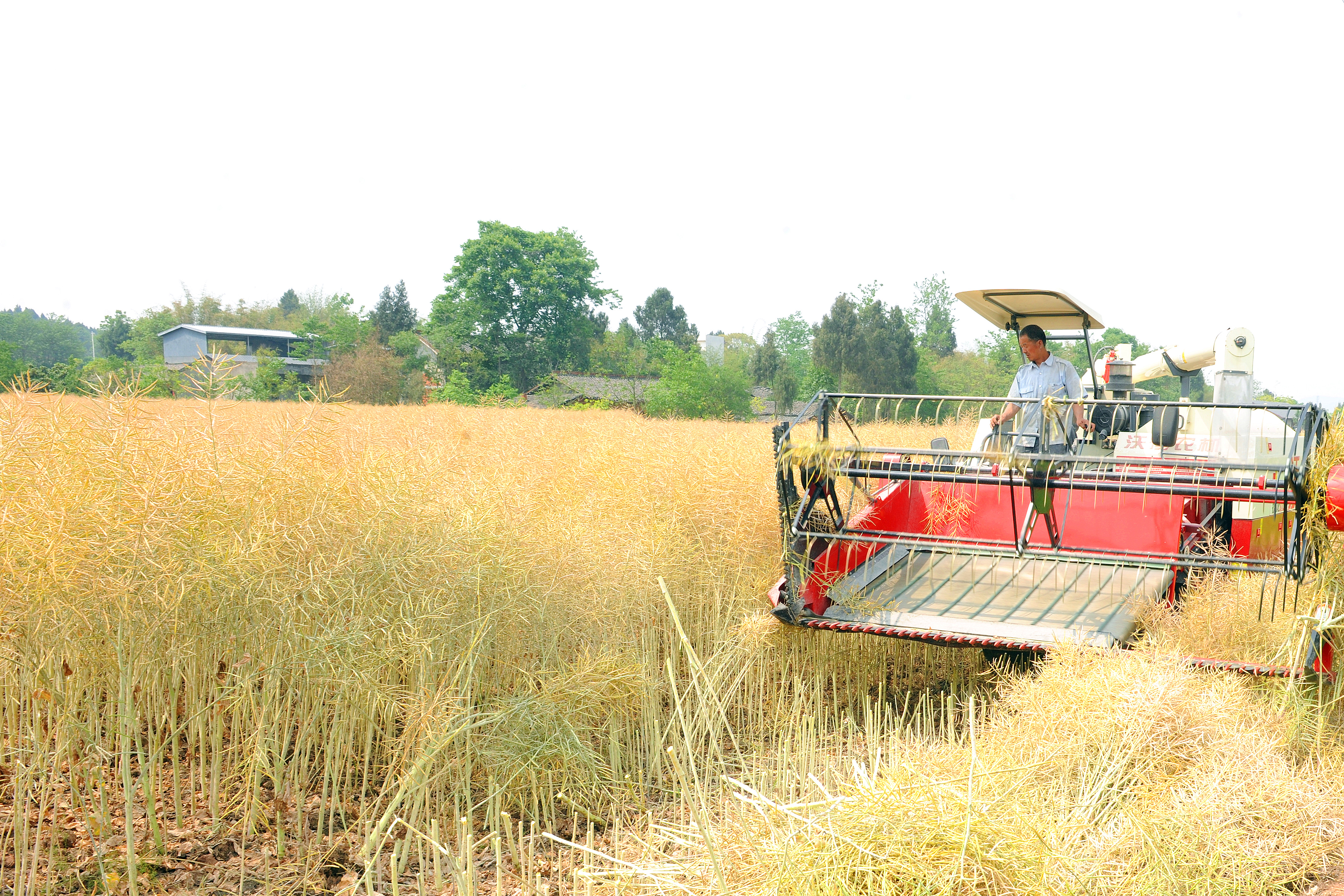 2020年5月6日拍摄,中江县金穗粮食专合社机械化收割油菜