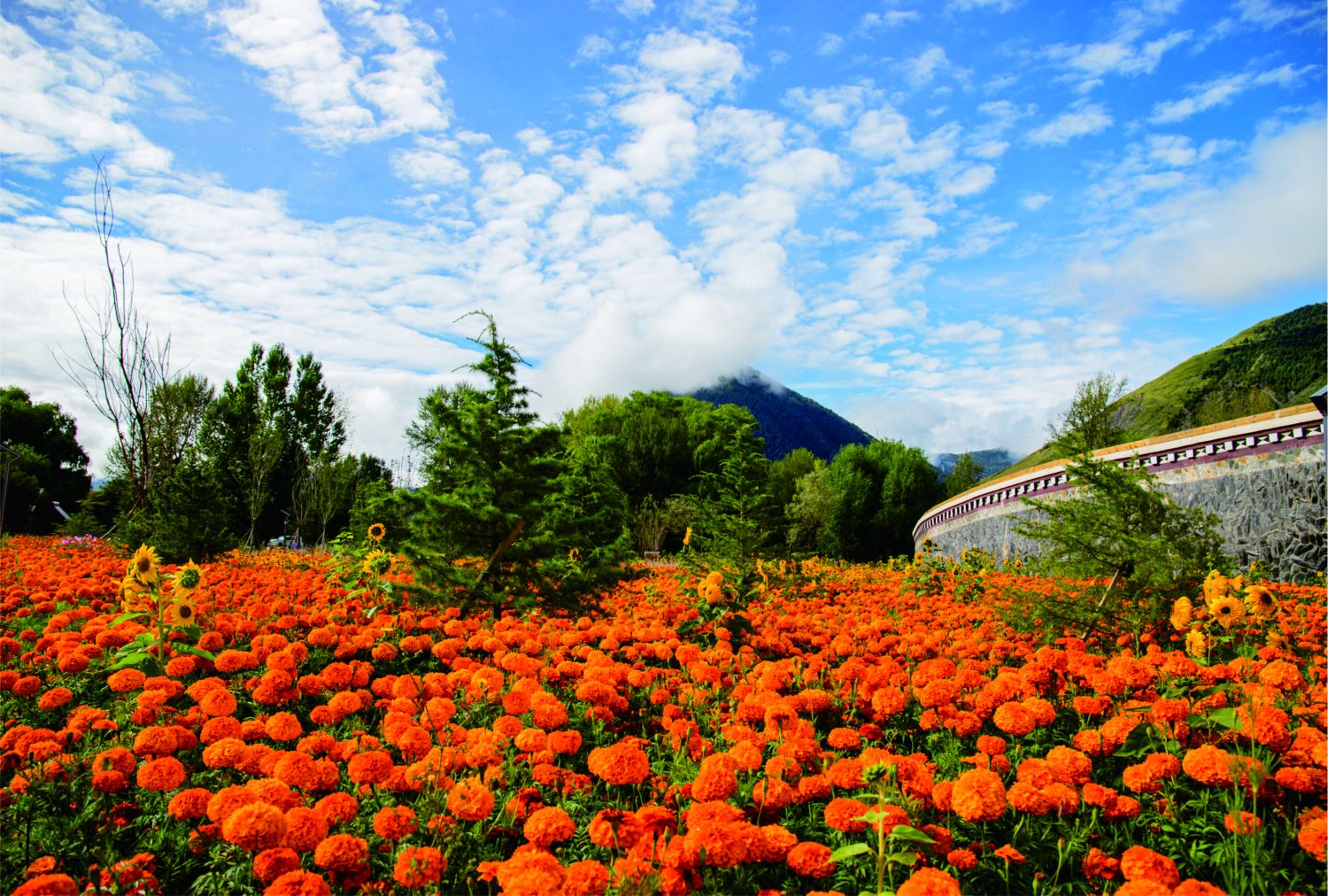 万寿菊产业基地.jpg