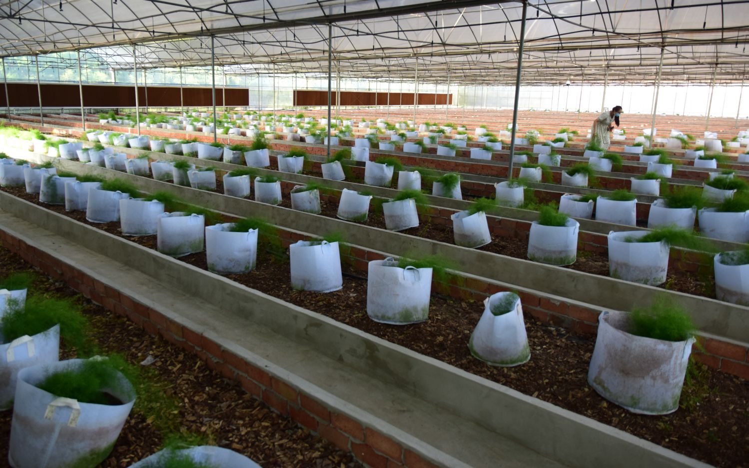在位于内江市东兴区的四川天草润东生物科技有限公司，技术人员正在查看天冬种苗的生长情况