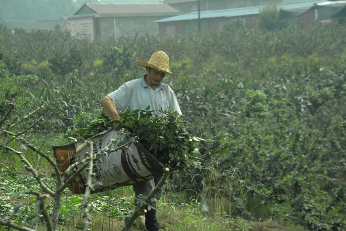 黄里村村民在基地内务工 袁桂林 摄.jpg