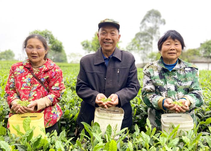 翠屏区金秋湖镇茶农丰收笑开颜