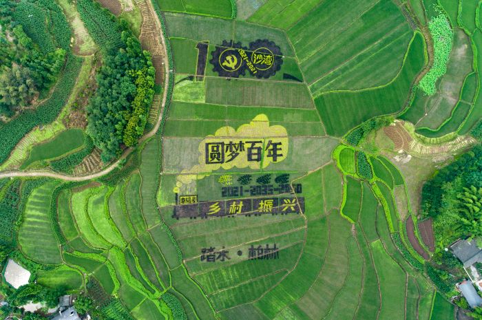 沙湾区踏水镇柏林村稻田画