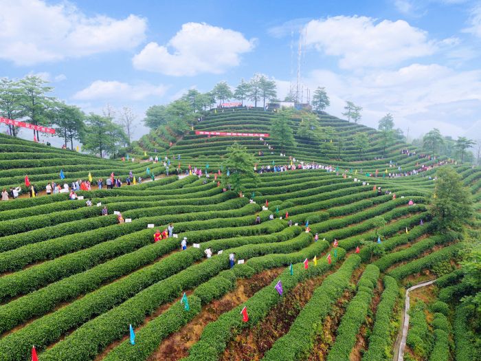4（筠连茶山 郑乐摄）