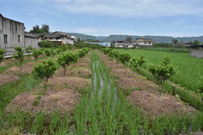 幼龄柑橘果园里套种水稻（资料图）.jpg