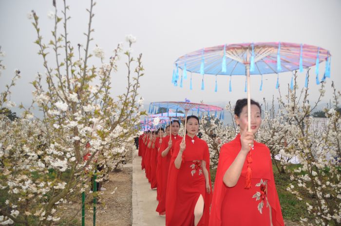 樱桃花里的“一抹红“