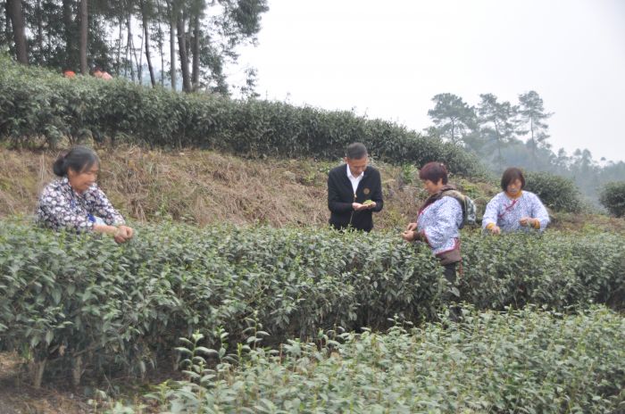 犍为县水晶樱桃现代农业产业园负责人胡先军指导茶农采摘茶叶