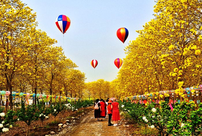 走进黄花风铃木园.jpg