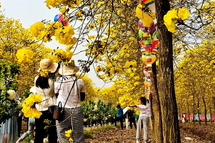 赏花拍照.jpg