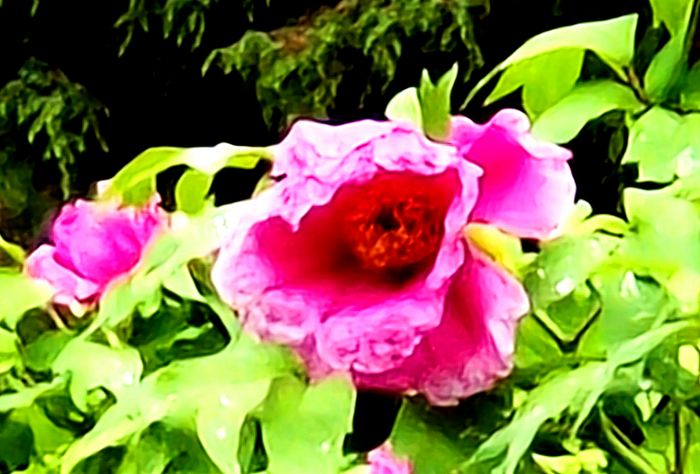 花中“皇后”.jpg