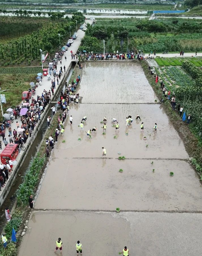 水口镇举办“筑梦乡村振兴 回归诗画田园”首届农耕文化节（插秧比赛）