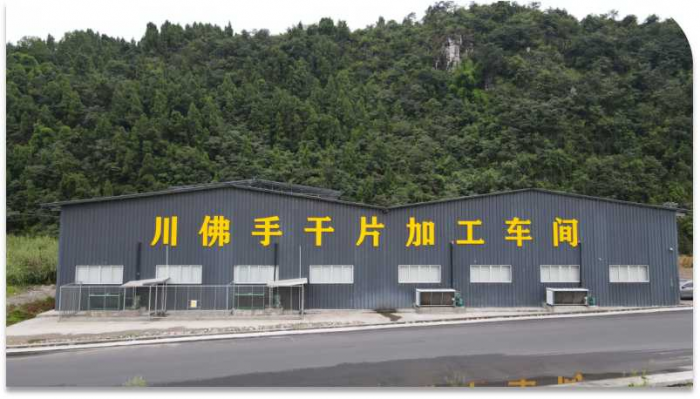 川佛手干片加工车间