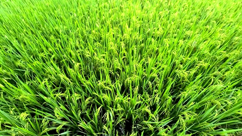 五粮液专用水稻（资料图）