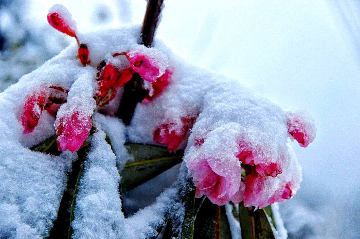 冰雪杜鵑花