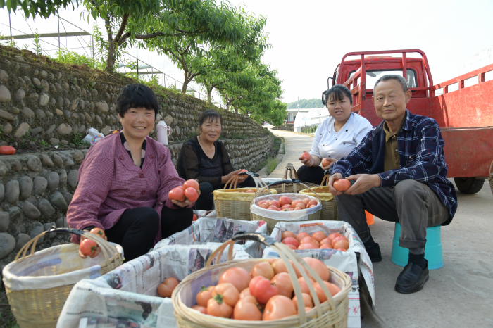 菜农们正在元坝镇鲜家沟村蔬菜基地分拣西红柿（周姚摄）.png