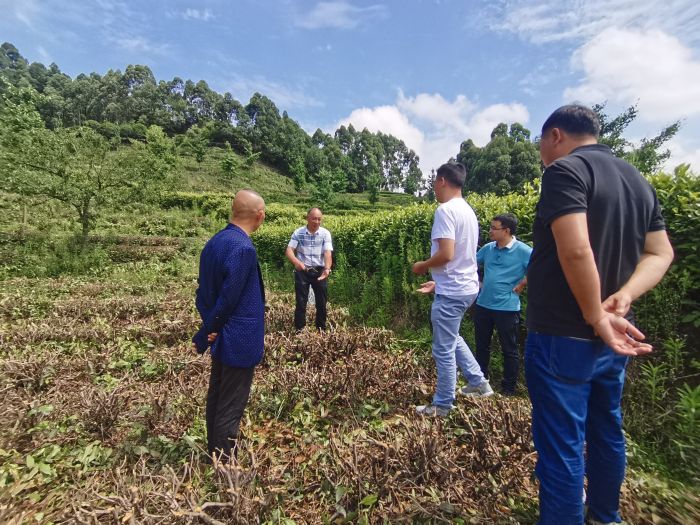 区政协等领导深入茶叶种植基地调研指导