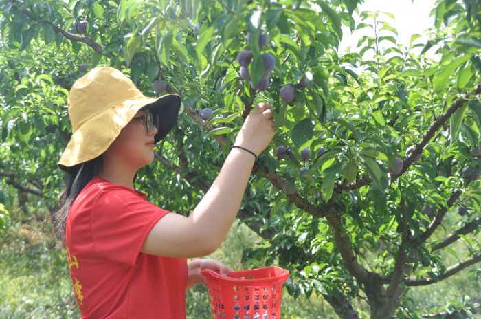 村民采摘李子