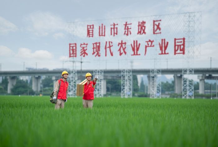 电力红马甲正在永丰村田间检查用电线路.jpg