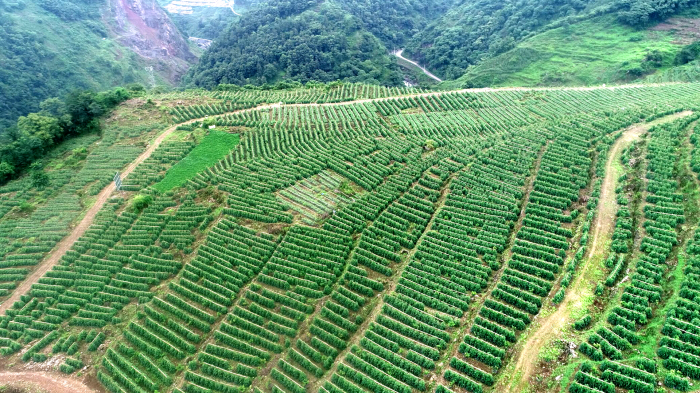 峨边高山蔬菜（番茄）基地