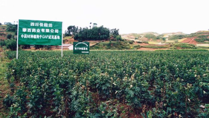 1996年，四川佳能达攀西中药材附子种植基地 （资料图）.jpg