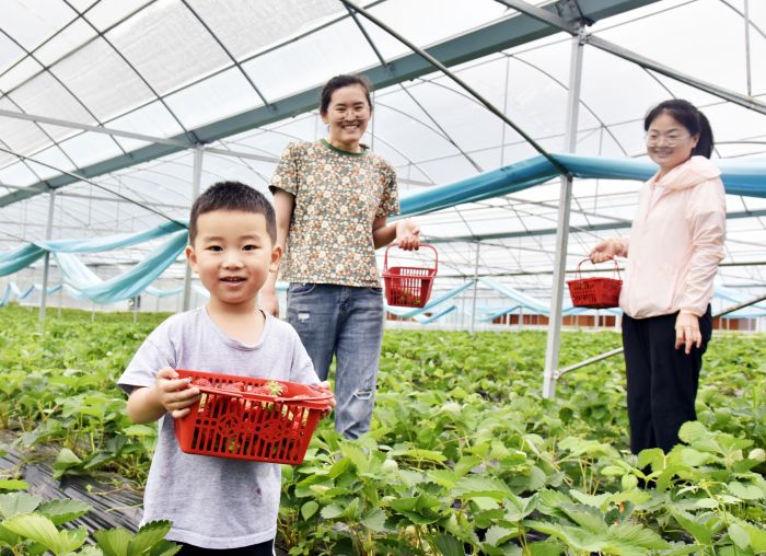 游客正在老林村草莓种植示范基地采摘夏草莓  张敏 摄.jpg