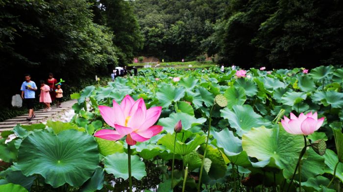 赏荷.jpg