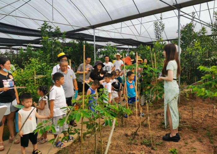 在白象谷热带植物博览园里了解热带植物知识