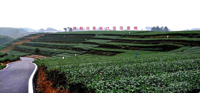 夹江县精制川茶出口示范基地