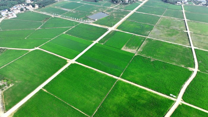 航拍仁寿县现代农业产业园区投入使用的高标准农田.jpg