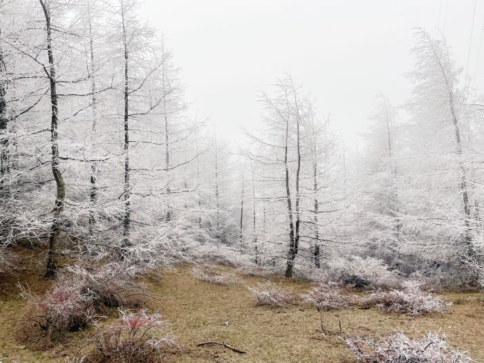 朝天区2022年冬天初雪美景   朝天区委宣传部供图  (5).jpg