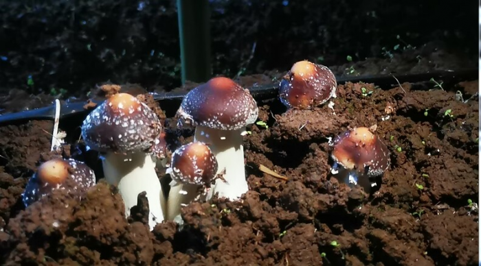 长势喜人的赤松茸