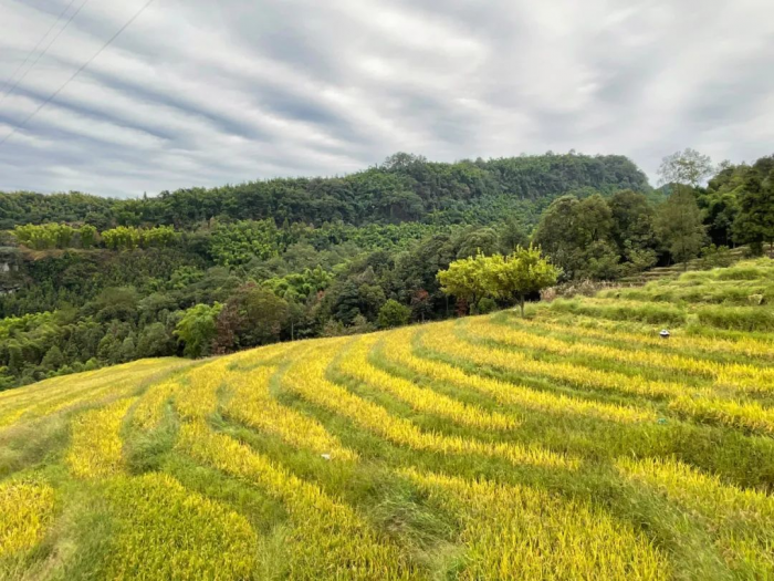 高笋梯田富硒大米种植基地