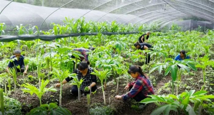 人们正在管理魔芋基地