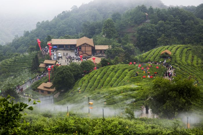 乐安茶叶中药材现代农业园区.jpg