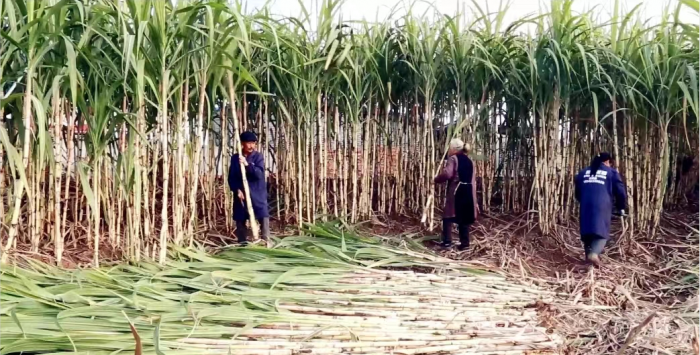 市中区凌家镇甜城蔗酒种植基地.png