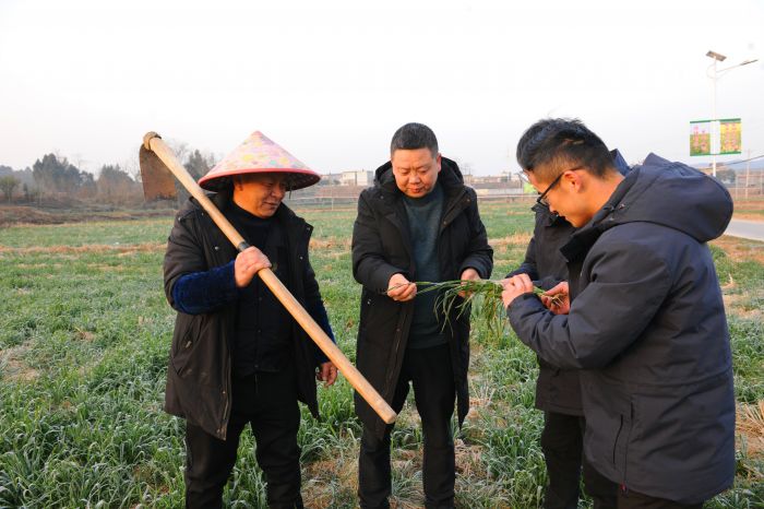 四川三润农业科技有限公司总经理滕章华和农艺师在基地里查看小麦长势.JPG