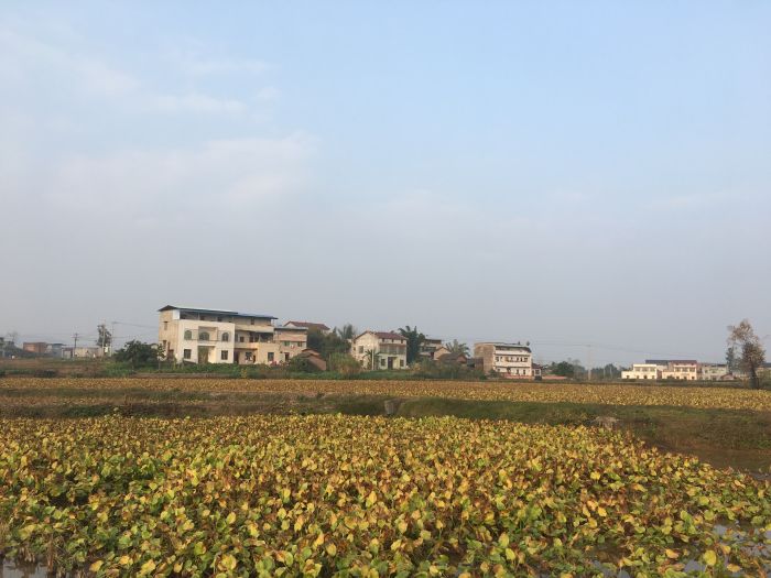 连片等待丰收的泽泻.jpg