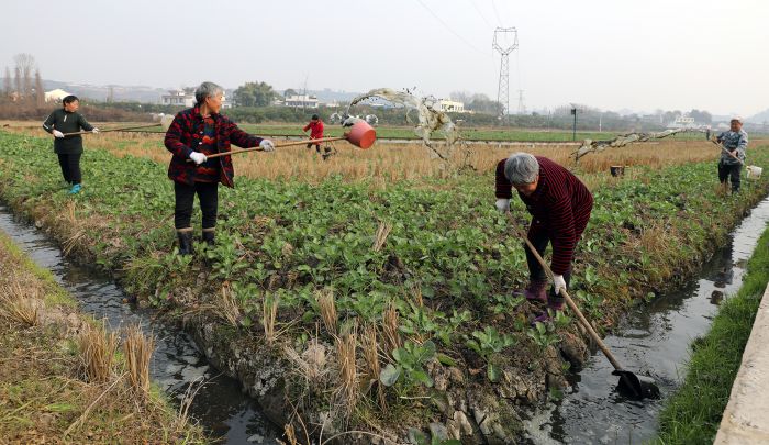 群众正在给退园还耕基地里上千亩的的油菜苗浇灌粪水.jpg