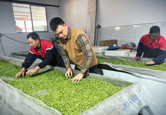 王译平忙着春茶制作