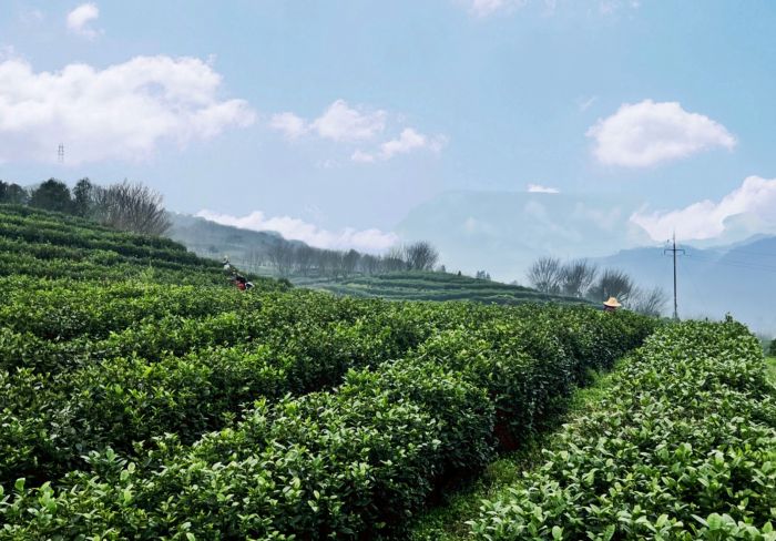 绿色茶山