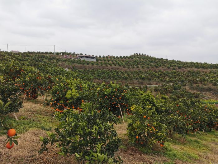 资中血橙标准化种植基地.jpg