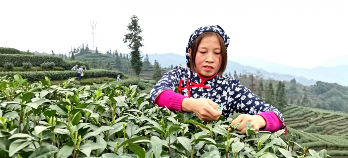 茶农采茶