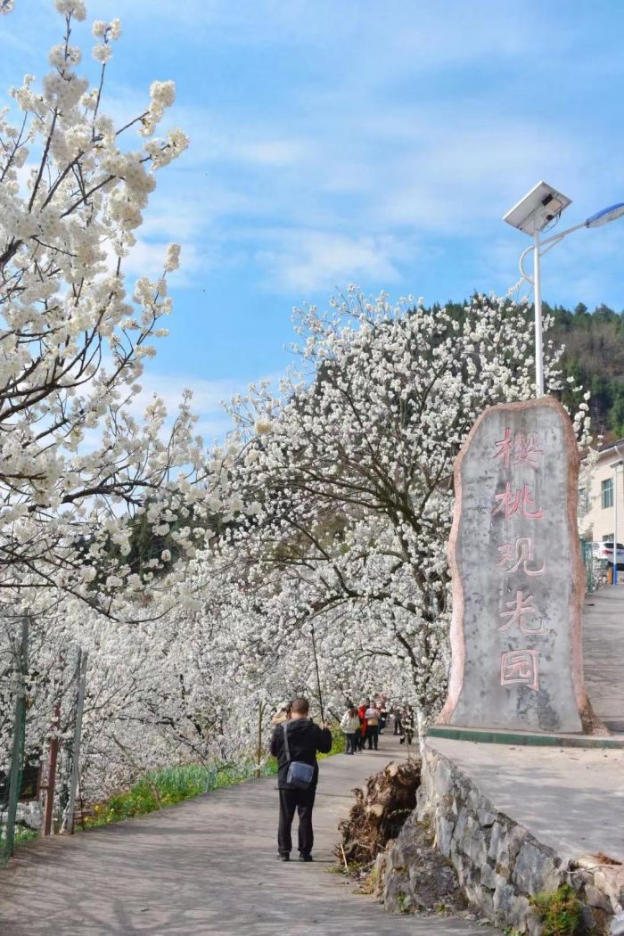 10.沙河樱花谷.jpg