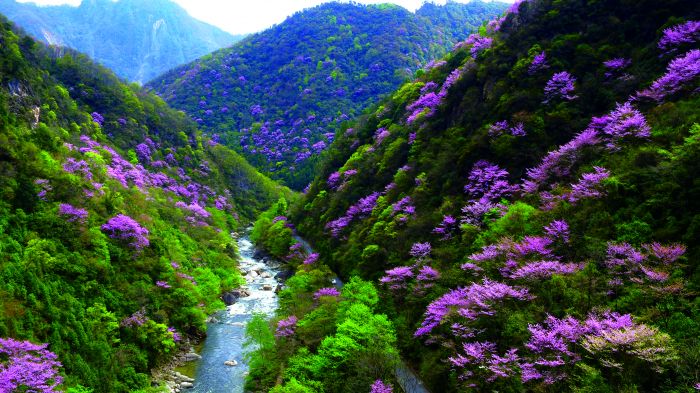 13.唐家河紫荆花.jpg