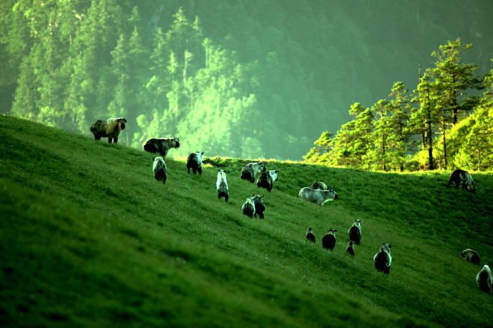 12.唐家河.jpg