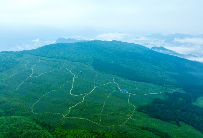 柳江皇甲山生态茶园。何泽琼  摄.jpg