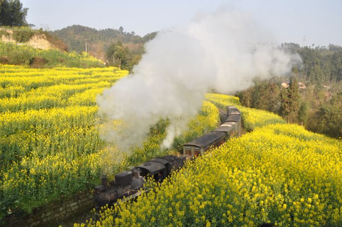 小火车穿越花海