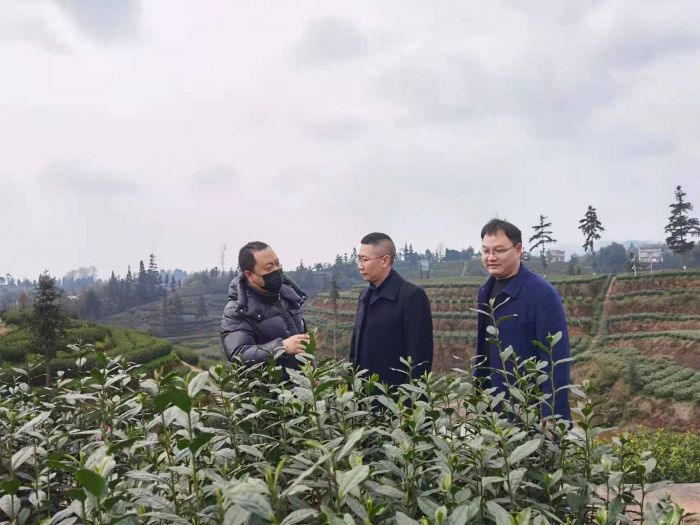 泸州农商银行乡村振兴金融服务队深入有六万亩特早茶的梅岭茶山问需调研，将金融服务送上茶山.jpg